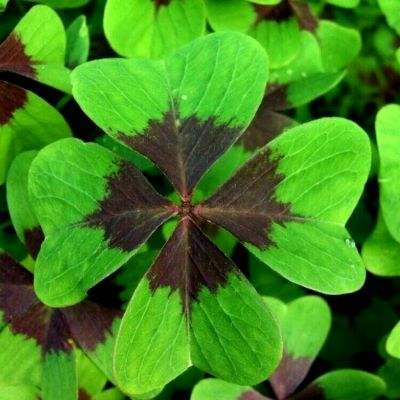 ob体育下载手机版