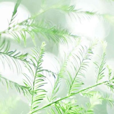 经典牛牛